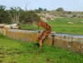 /album/galleria-fotografica/a1390657-734675796546345-102029220-n-jpg/